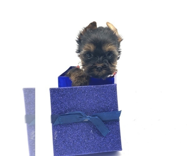 Medium Photo #4 Yorkshire Terrier Puppy For Sale in CORAL SPRINGS, FL, USA