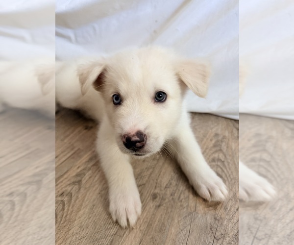Medium Photo #5 Siberian Husky-Unknown Mix Puppy For Sale in ONTARIO, CA, USA