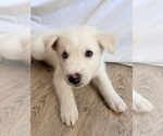 Small #4 Siberian Husky Mix