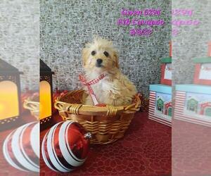Medium Cavapoo
