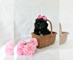 Medium ShihPoo
