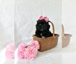 Puppy Midnight ShihPoo