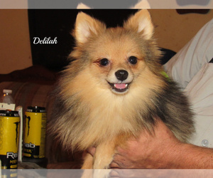 Pomeranian Puppy for sale in ELKLAND, MO, USA