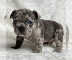 French Bulldog Puppy for Sale in DOUGLASVILLE, Georgia USA