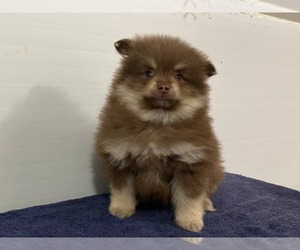 Pomeranian Puppy for sale in DOWNING, MO, USA