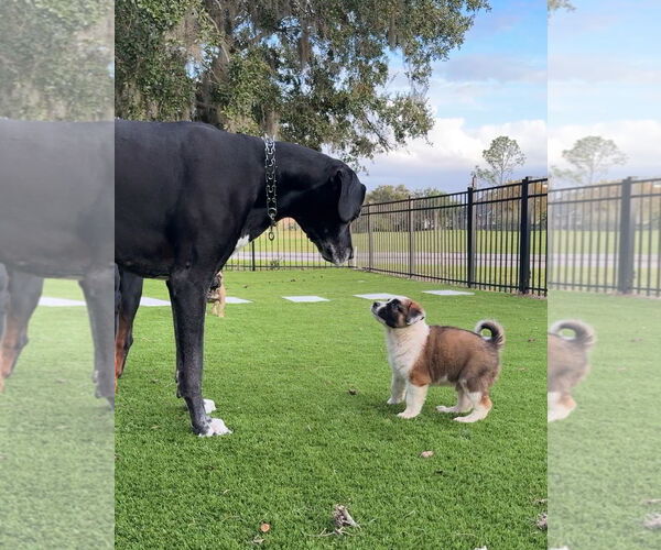 Medium Photo #9 Australian Shepherd-Unknown Mix Puppy For Sale in Valrico, FL, USA