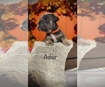 Small Photo #12 English Bulldog Puppy For Sale in HOUSTON, TX, USA