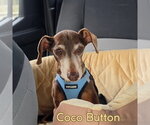 Small #2 Dachshund