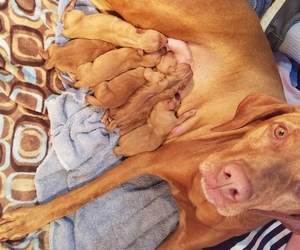 Vizsla Puppy for sale in FORT PIERRE, SD, USA