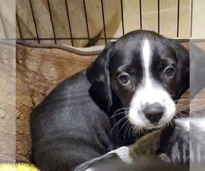 Beagle-Spaniel Mix Dogs for adoption in Pottstown, PA, USA