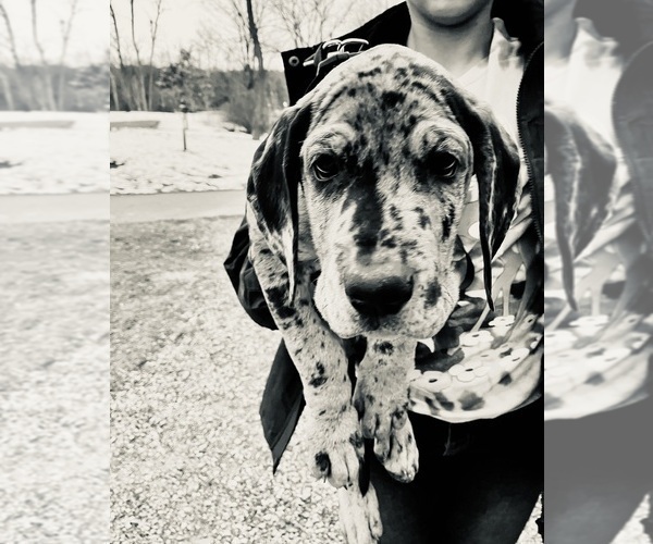 Medium Photo #2 Great Dane Puppy For Sale in COLUMBUS, OH, USA