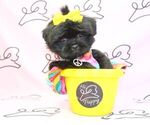 Small Photo #13 Shih Tzu Puppy For Sale in LAS VEGAS, NV, USA