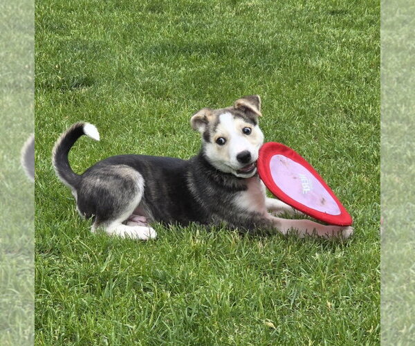 Medium Photo #17 Siberian Husky-Unknown Mix Puppy For Sale in Fargo, ND, USA