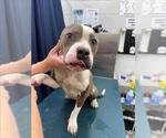 Small American Pit Bull Terrier Mix