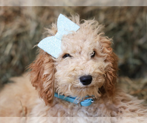 Cockapoo Puppy for sale in LIBERTY, KY, USA