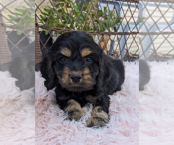 Medium Photo #45 Cock-A-Poo Puppy For Sale in SALEM, MO, USA