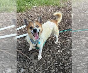 Cardigan Welsh Corgi Dogs for adoption in Waterford, VA, USA