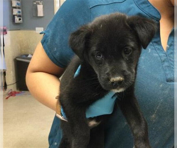 Medium Photo #1 Mutt Puppy For Sale in Riverside, CA, USA
