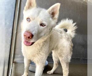 Siberian Husky Dogs for adoption in San Bernardino, CA, USA