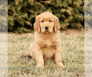 Golden Retriever Puppy for sale in GORDONVILLE, PA, USA