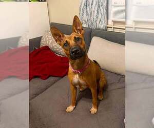 Mutt Dogs for adoption in pomfret, CT, USA