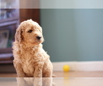 Small Photo #7 Goldendoodle Puppy For Sale in TURIN, NY, USA
