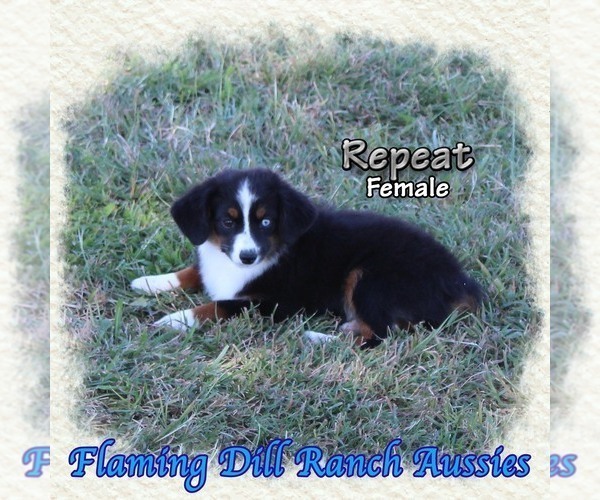 Medium Photo #1 Miniature Australian Shepherd Puppy For Sale in FORESTBURG, TX, USA