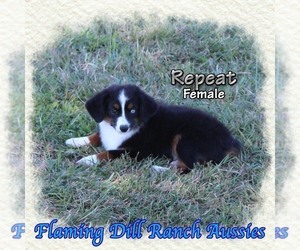 Miniature Australian Shepherd Puppy for sale in FORESTBURG, TX, USA