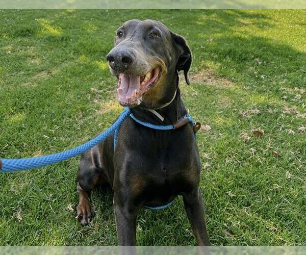 Medium Photo #2 Doberman Pinscher Puppy For Sale in Pasadena, CA, USA