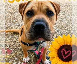Mastiff-Unknown Mix Dogs for adoption in Jackson , NJ, USA