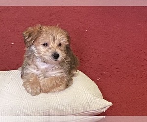 Morkie Puppy for sale in QUEENS, NY, USA