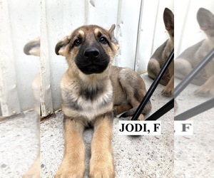 German Shepherd Dog Puppy for sale in DURHAM, NC, USA