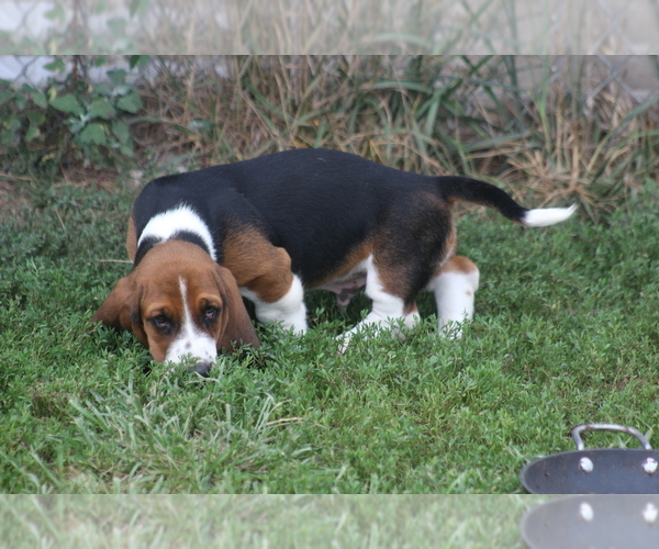 Medium Photo #26 Basset Hound Puppy For Sale in MEMPHIS, MO, USA