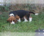 Small #2 Basset Hound