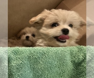 Chihuahua-Mi-Ki Mix Puppy for Sale in LINCOLN, Nebraska USA