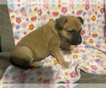 Small #5 German Shepherd Dog Mix