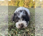 Puppy 3 Schnauzer (Miniature)