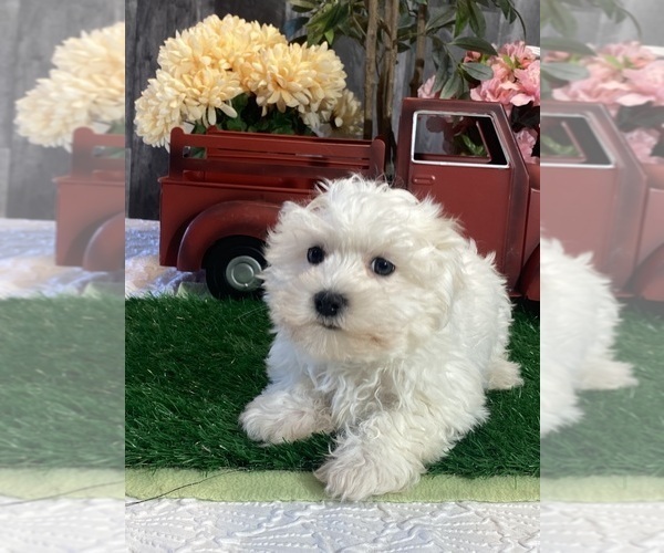 Medium Photo #2 Maltese Puppy For Sale in CANOGA, NY, USA