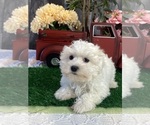 Small #1 Maltese