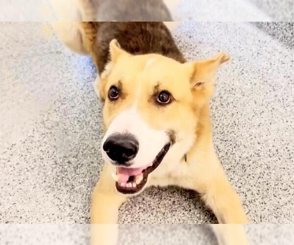 Medium Photo #2 German Shepherd Dog Puppy For Sale in Houston, TX, USA