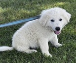 Small #3 Great Pyrenees