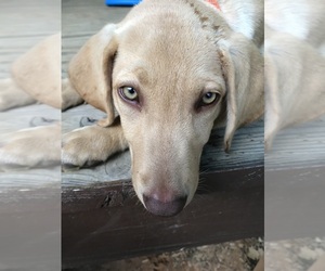 Labrador Retriever Dog for Adoption in ARAGON, Georgia USA