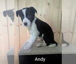 Small #2 Border-Aussie