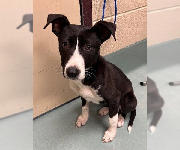 Medium Photo #2 Mutt Puppy For Sale in Canton, CT, USA