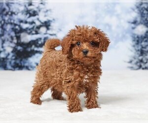 Poodle (Toy) Puppy for sale in MANHATTAN, NY, USA
