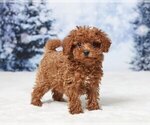 Alex - Female Poodle (Toy) Puppy for Sale - Small photo