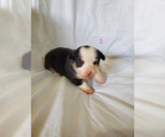 Small Photo #2 Pembroke Welsh Corgi Puppy For Sale in WESTMORELAND, TN, USA