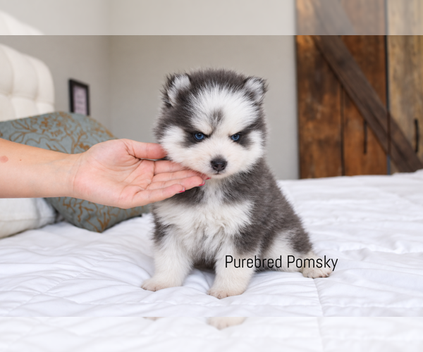 Medium Photo #1 Pomsky Puppy For Sale in KANSAS CITY, MO, USA