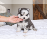 Image preview for Ad Listing. Nickname: Bones Teacup