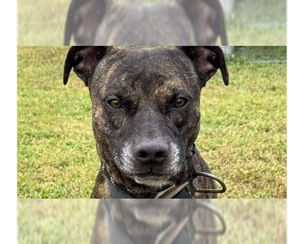 Medium Photo #1 Mutt Puppy For Sale in Abbeville, LA, USA